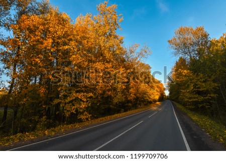 Road with autumn trees.