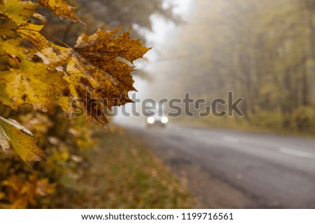 Yellow maple leaves against a background of blurry car headlights. Autumn picture.
