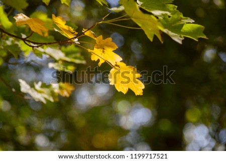 Yellow maple leaves, autumnal natural background, selective focus Fall bokeh. Close-up