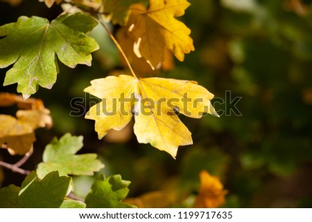 Autumn green leaves on blurred nature background. Shallow focus. Fall bokeh. Close-up