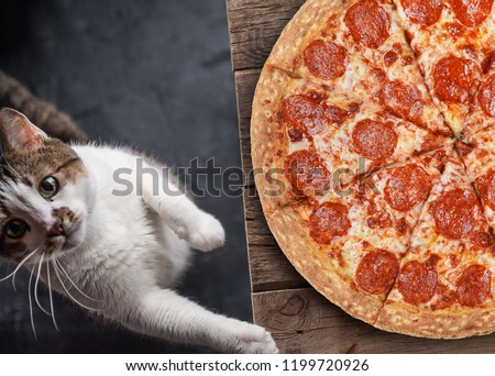 cat with pepperoni pizza