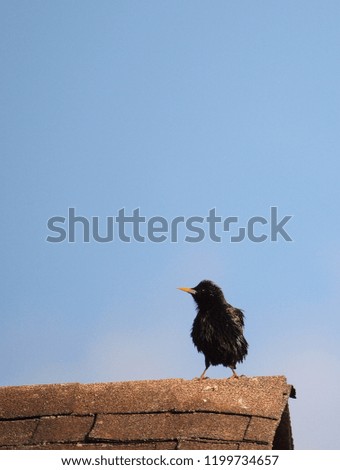 Black bird with blue sky