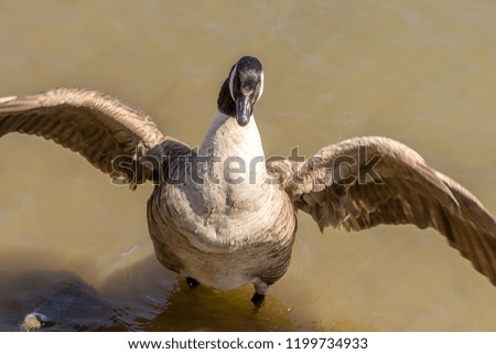 Ducks sailing in Hudson River. City animals
