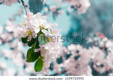 Branch with white blooming apple flowers on the background of the clear blue sky
