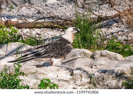 Bearded vulture (Gypaetus barbatus). Picture made in 2009. Captive animal.