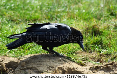 Close up of a large black raven crow hunting digging in the dirt for food in the summer day time.