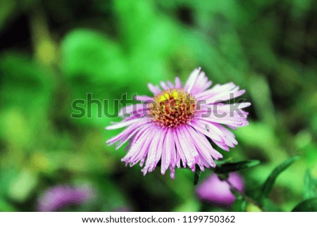 purple aster on a green background