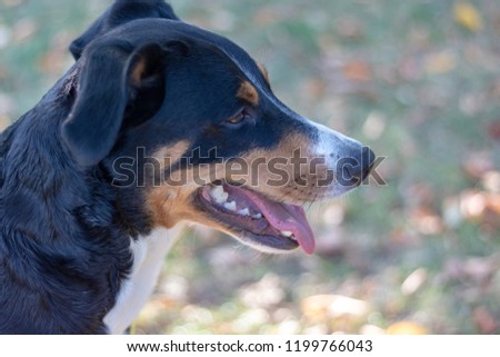 Beautiful Appenzeller Mountain dog 
