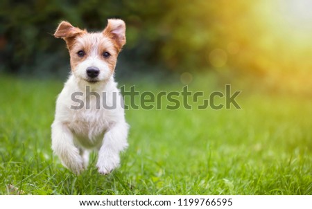 Happy jack russell pet dog puppy running in the grass - background, banner with copy space