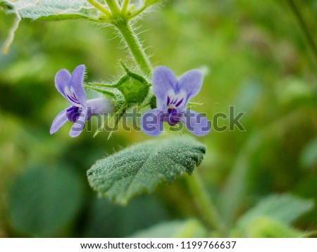 hyptis flower, violet hyptis flower, grass, herb flower, indian hyptis, macro hyptis,  flower of lamiaceae, bushmints,Hypothronia, Peltodon