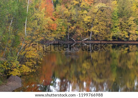 Horizontal scenic image for backgrounds in warm bright colors with shallow depth of field at River Perse with fallen tree in river flowing along colorful trees in autumn in Latvia