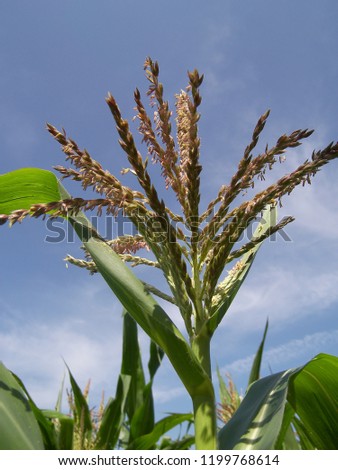 Corn in a Field