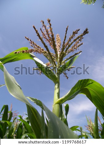 Corn in a Field