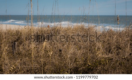 Weeds on a sandy beach in Myrtle Beach South Carolina.