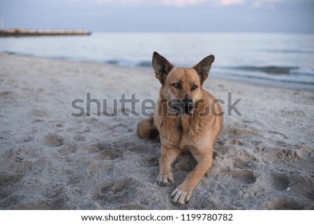 Dog on the bech at sunset time