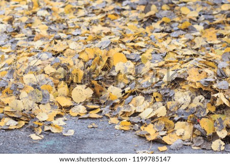 The Autumn background with leaves and rain water drops