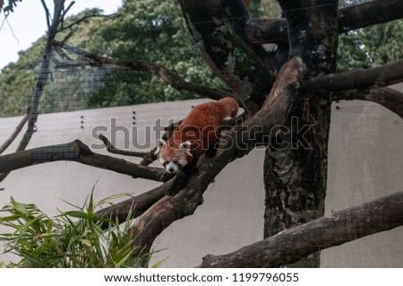 A Red Panda climbs out of its tree