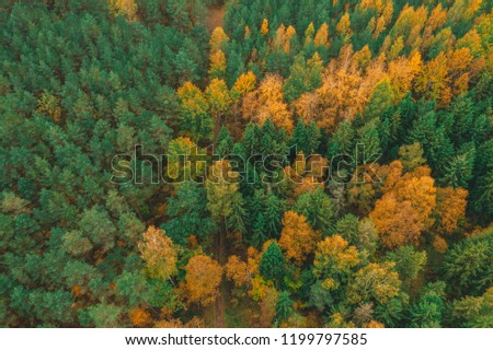 Aerial View of Forest at Autumn Time, Green and Yellow Trees from Above, Latvia Nature