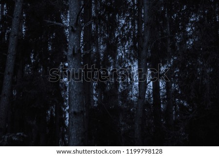 Cold moonlight in a dark night spruce forest. Branches and trunks of trees in pitch dark. 