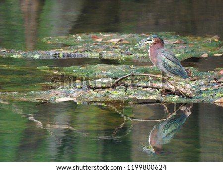 Green Heron Swallowing It's Catch of a Blue Gill Fish Reflected in the Water