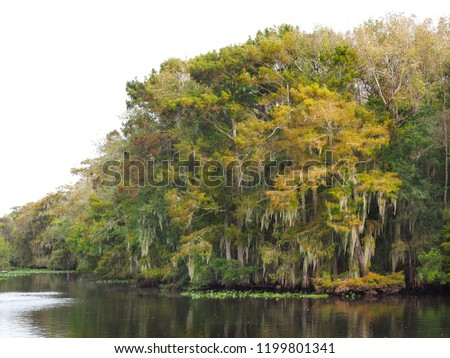  The Cypress Tree Lined Shore of the Swannee River Where It Meets Manatee Springs
