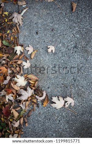 Autumn maple leaves Canada