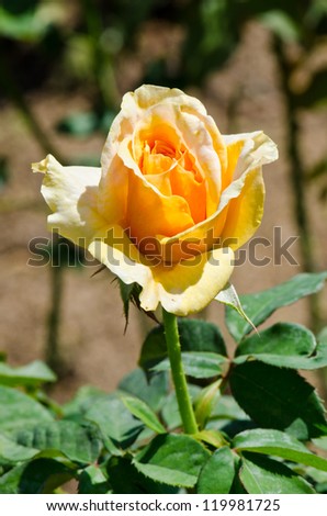 Close up of young yellow rose, Thailand.