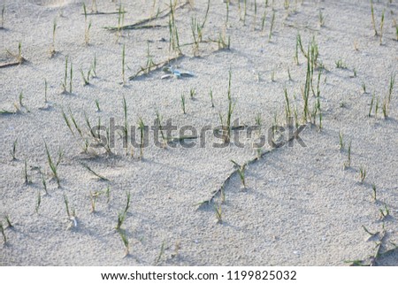 Grass Veins Running Across A Bed Of Rain Textured Beach Sand