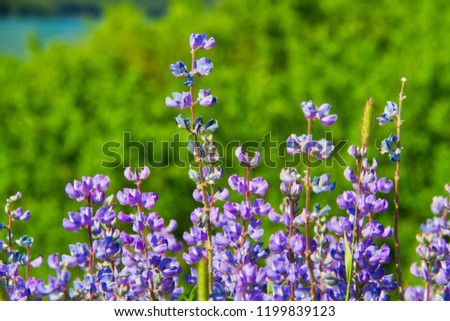 A close-up image of summer time flowers blooming in a field.