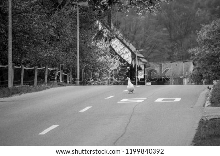 Residential area street with the speed limit painted on the road surface and a white duck in the middle of it