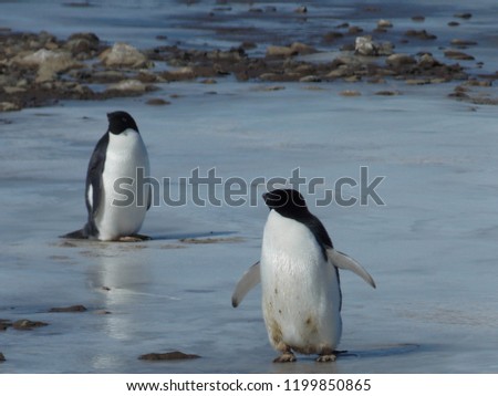 Adélie penguins on Antartic