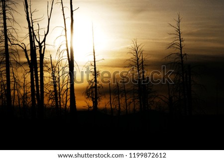 Mystery landscape of a dark tree silhouette and a sunset