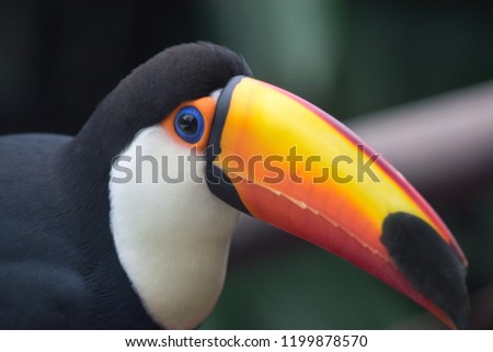 Colorful Toco Toucan bird looking at camera