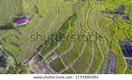 Tambunan agricultural rice terrance