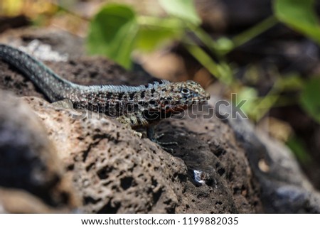 Galapagos lizard on the rock