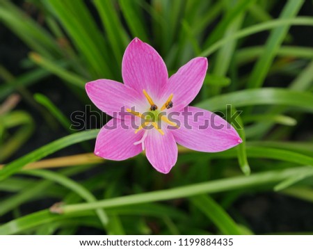 Beautiful flower in natural