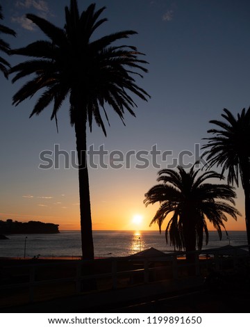 Palm trees on an early morning on Bronte Beach, Sydney Australia