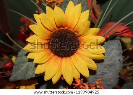 Sunflower Fall Up Close