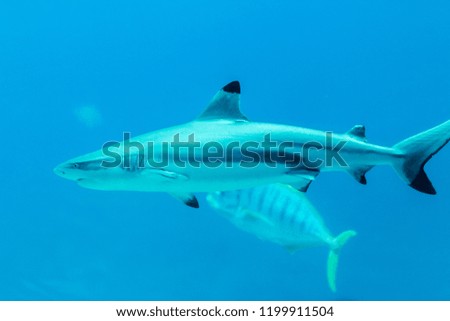 A photo of a blacktop shark