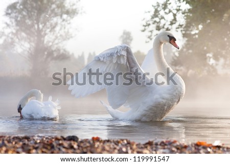 Mute swan (Cygnus olor) stretching on a mist covered lake at dawn Royalty-Free Stock Photo #119991547
