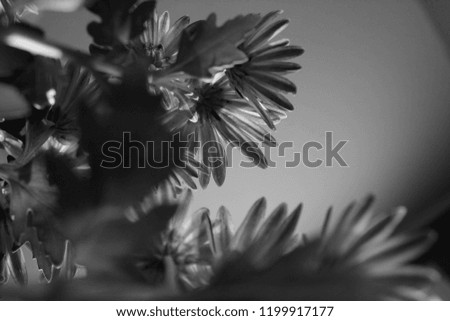 Black and white silhouette potted mum