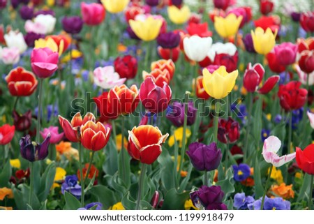 Beautiful display of tulips in a variety of colours at Floriade, Canberra
