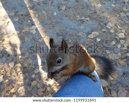 Trusting squirrel eating a nut