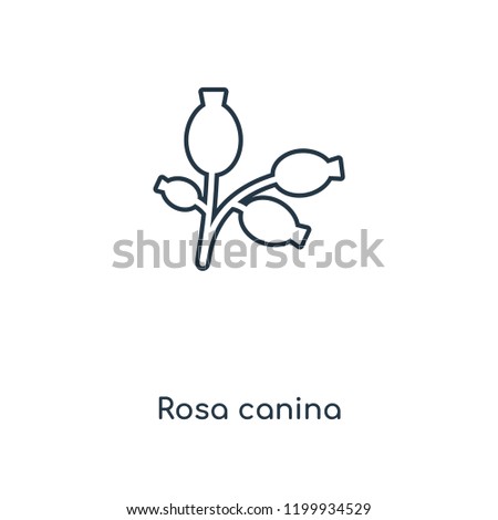Rosa canina concept line icon. Linear Rosa canina concept outline symbol design. This simple element illustration can be used for web and mobile UI/UX. Royalty-Free Stock Photo #1199934529