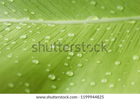 Water drops on green leaves.