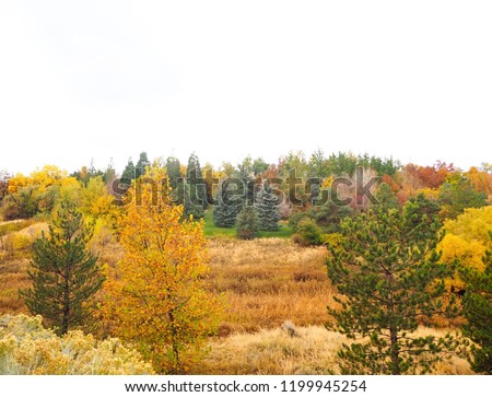The beautiful red, brown, green, and yellow trees at the park in Reno in autumn.