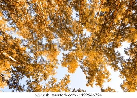 yellow birch leaves against the sky autumn background