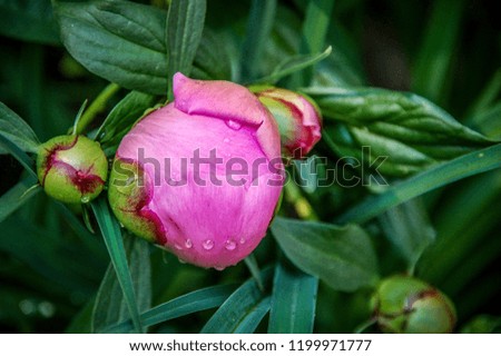 Closeup to blossom flowers with colorful of colour 