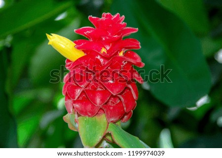 Amazing of Blossom flower with colorful of color, world of plants and flowers