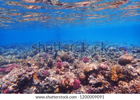coral reef in Egypt with color nature     